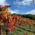 Vineyard In