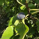 別荘 Vineyard In Massignano