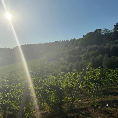 別荘 Vineyard In Massignano