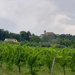 Vineyard In * Massignano