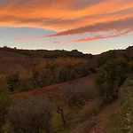 Vineyard In Massignano