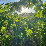 Vineyard In Holiday home *