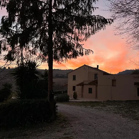 Vineyard In Massignano