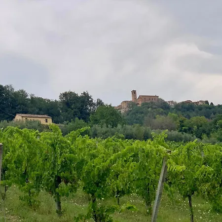 Vineyard In * Massignano