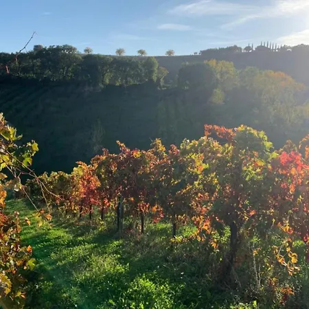 Vineyard In Tatil Evi