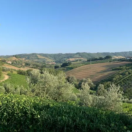 Vineyard In *