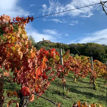 Vineyard In