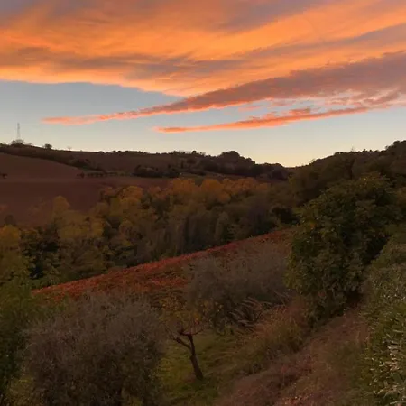 Vineyard In Massignano