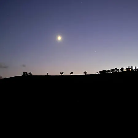 Vineyard In Massignano