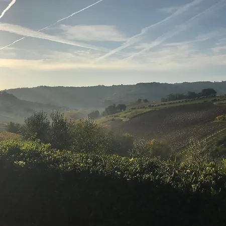 Vineyard In Massignano