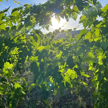 Vineyard In Tatil Evi *