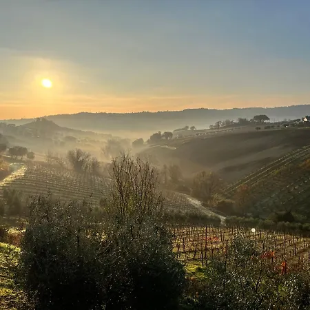 Vineyard In