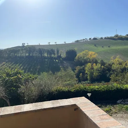 Vineyard In