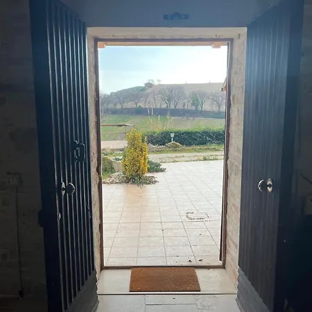 Vineyard In