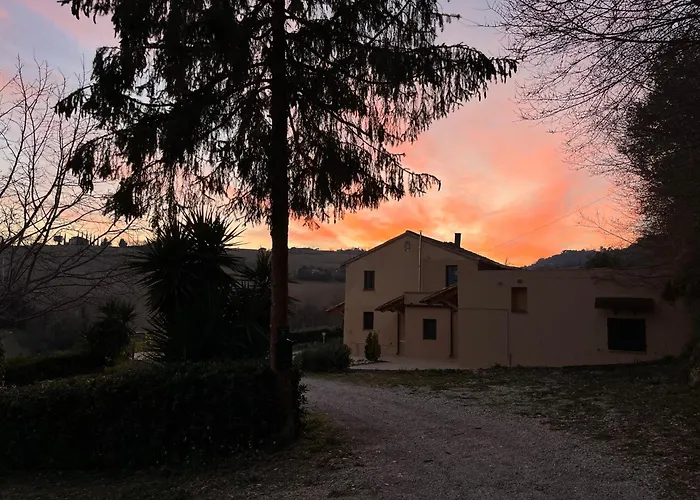 Vineyard In Massignano