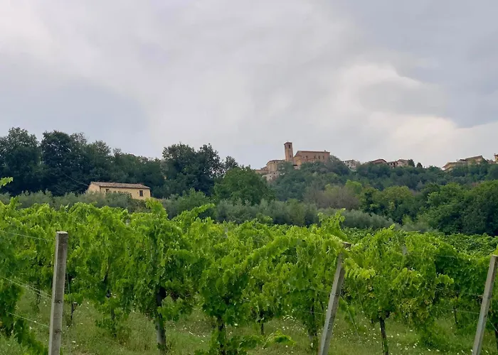 Vineyard In * Massignano