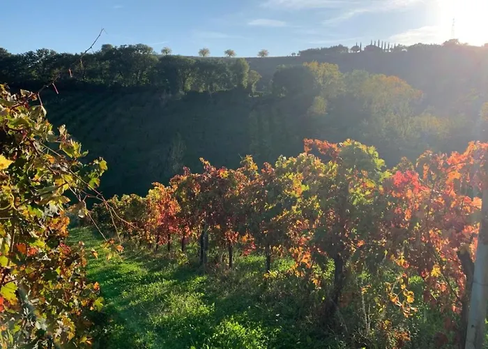 Vineyard In Σπίτι διακοπών