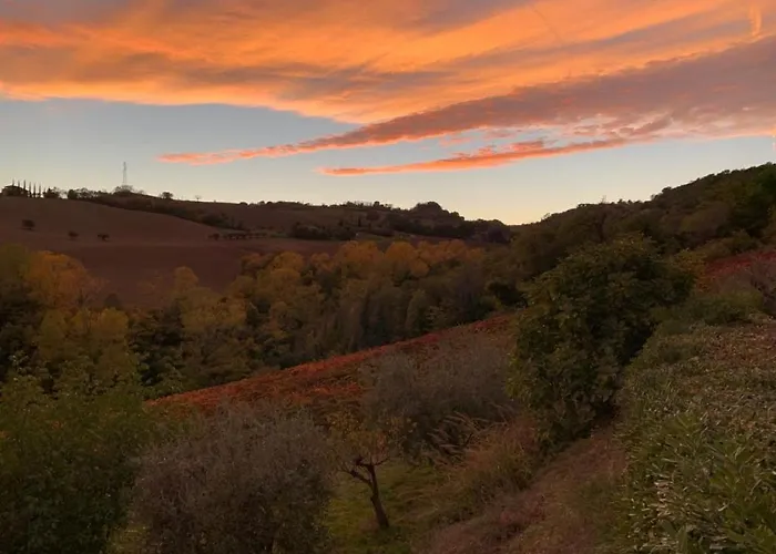 Vineyard In Massignano