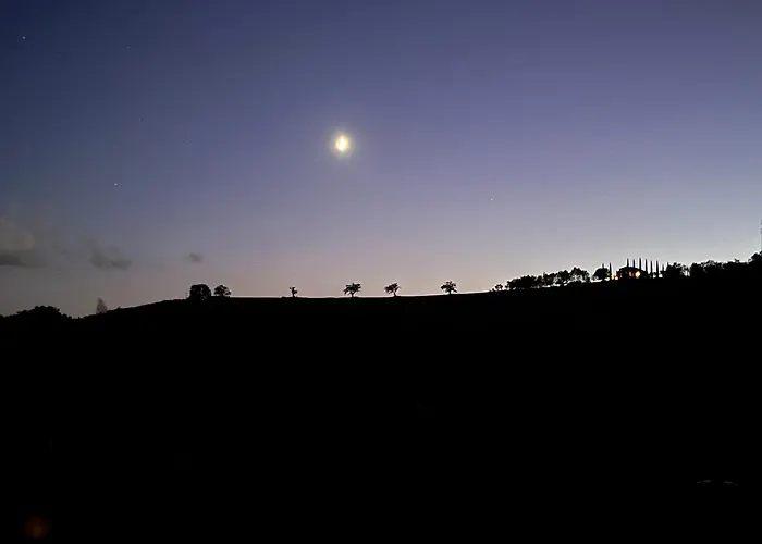 Vineyard In Massignano