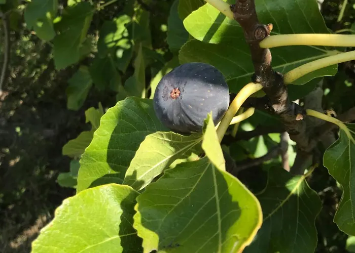Σπίτι διακοπών Vineyard In Massignano