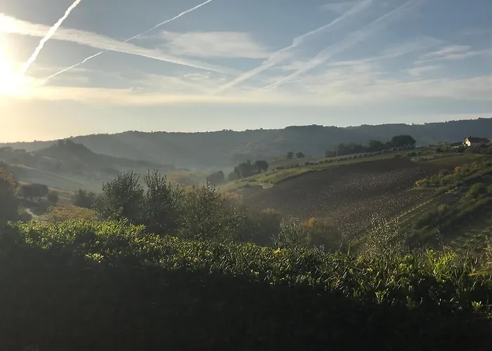 Vineyard In Massignano