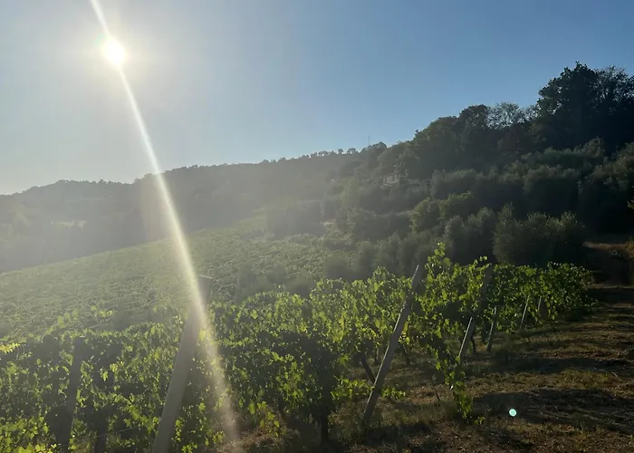 Σπίτι διακοπών Vineyard In Massignano